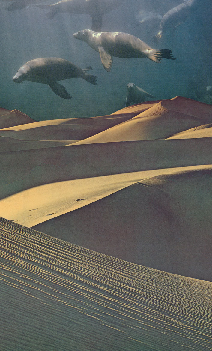 Dune Seals